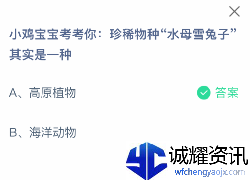 小鸡宝宝考考你：珍稀物种“水母雪兔子”其实是一种